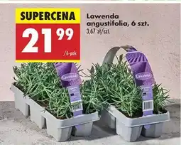 Biedronka Lawenda angustifolia 6 szt oferta
