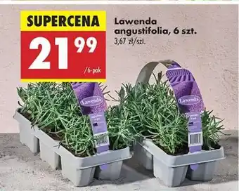 Biedronka Lawenda angustifolia 6 szt oferta