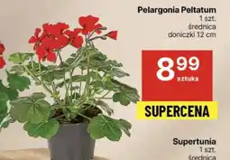 Delikatesy Centrum Pelargonia oferta