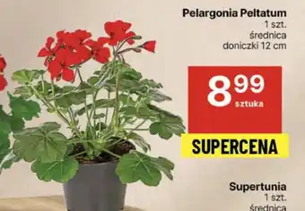 Delikatesy Centrum Pelargonia oferta