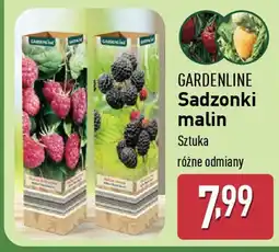 ALDI GARDENLINE Sadzonki malin oferta