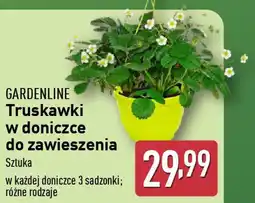 ALDI GARDENLINE Truskawki w doniczce do zawieszenia oferta