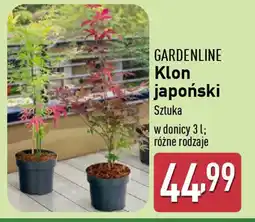ALDI GARDENLINE Klon japoński oferta