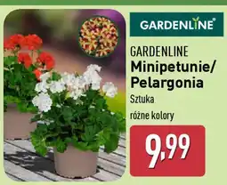 ALDI GARDENLINE Minipetunie/ Pelargonia oferta