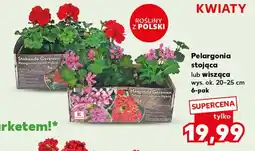 Kaufland Pelargonia Hybrid oferta