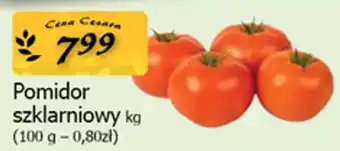 Cezar Delikatesy Pomidor szklarniowy oferta