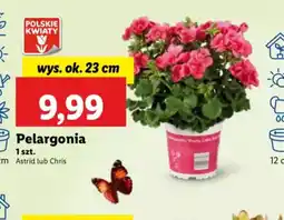 Lidl Pelargonia oferta