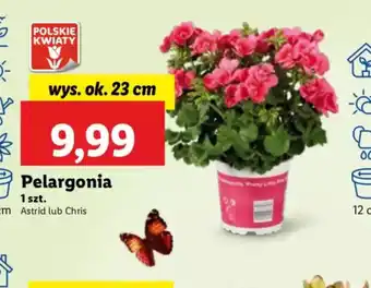 Lidl Pelargonia oferta