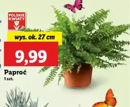 Lidl Paproć oferta