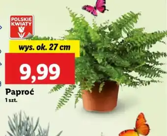 Lidl Paproć oferta