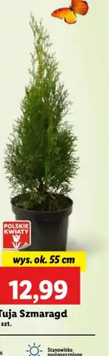 Lidl Tuja Szmaragd oferta