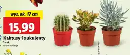 Lidl Kaktusy i sukulenty oferta