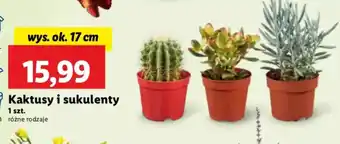 Lidl Kaktusy i sukulenty oferta