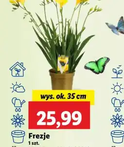 Lidl Frezje oferta