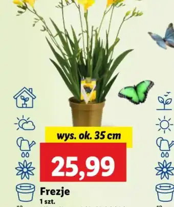 Lidl Frezje oferta