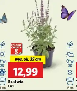 Lidl Szałwia oferta
