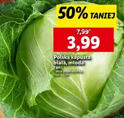 Lidl Kapusta biała młoda oferta