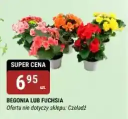 bi1 Begonia lub fuchsia oferta