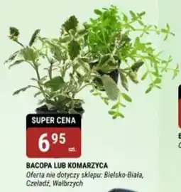 bi1 Bacopa lub komarzyca oferta