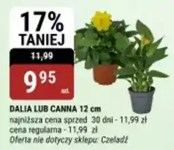 bi1 Dalia lub canna 12 cm oferta