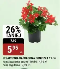 bi1 Pelargonia kaskadowa doniczka 11 cm oferta