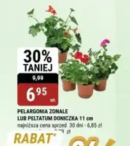 bi1 Pelargonia zonale lub peltatum doniczka oferta