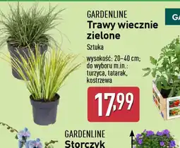 ALDI Trawy wiecznie zielone Gardenline oferta