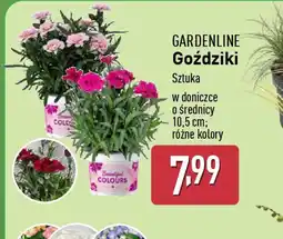 ALDI Goździki Gardenline oferta