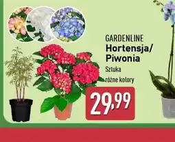 ALDI Hortensja/Piwonia Gardenline oferta