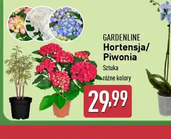 ALDI Hortensja/Piwonia Gardenline oferta