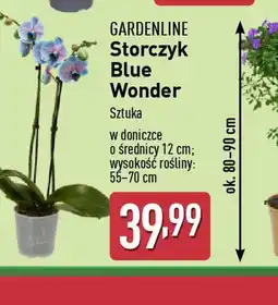 ALDI Storczyk Blue Wonder oferta
