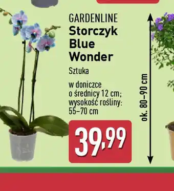 ALDI Storczyk Blue Wonder oferta