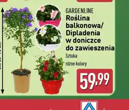 ALDI Roślina balkonowa/Dipladenia Gardenline oferta