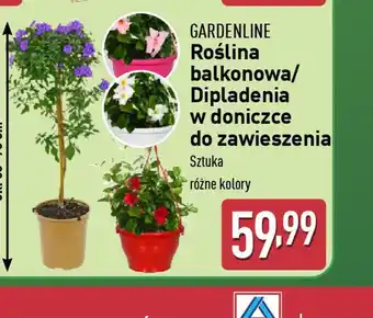 ALDI Roślina balkonowa/Dipladenia Gardenline oferta