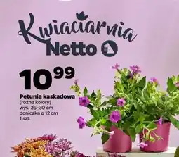 Netto Petunia kaskadowa oferta