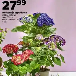 Netto Hortensja 35 cm oferta