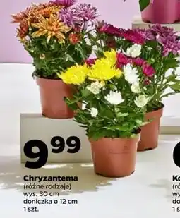 Netto Chryzantema oferta