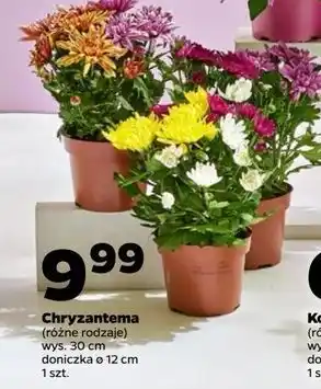 Netto Chryzantema oferta