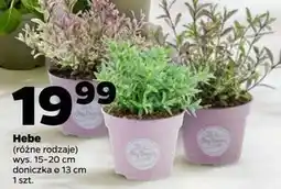 Netto Hebe oferta