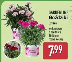 ALDI GARDENLINE Goździki oferta