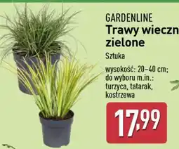 ALDI GARDENLINE Trawy wiecznie zielone oferta