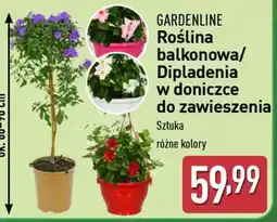 ALDI GARDENLINE Roślina balkonowa/Dipladenia oferta