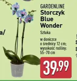 ALDI GARDENLINE Storczyk Blue Wonder oferta