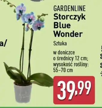 ALDI GARDENLINE Storczyk Blue Wonder oferta