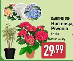 ALDI GARDENLINE Hortensja/Piwonia oferta