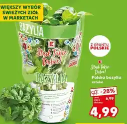 Kaufland Polska bazylia sztuka oferta