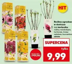 Kaufland Roślina ogrodowa w doniczce lub kartoniku oferta