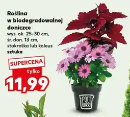 Kaufland Roślina w biodegradowalnej doniczce oferta
