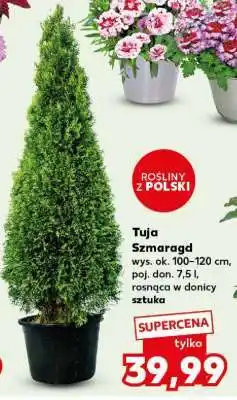 Kaufland tUJA szMArAGD oferta