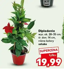 Kaufland Dipladenia oferta